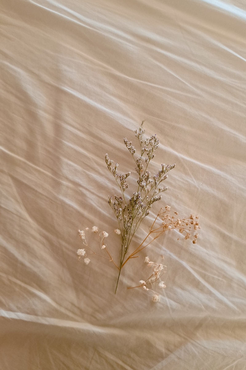 a plant on a bed